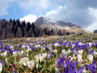 fiori bianchi e viola nei prati delle montagne dell'Altopiano del Sole