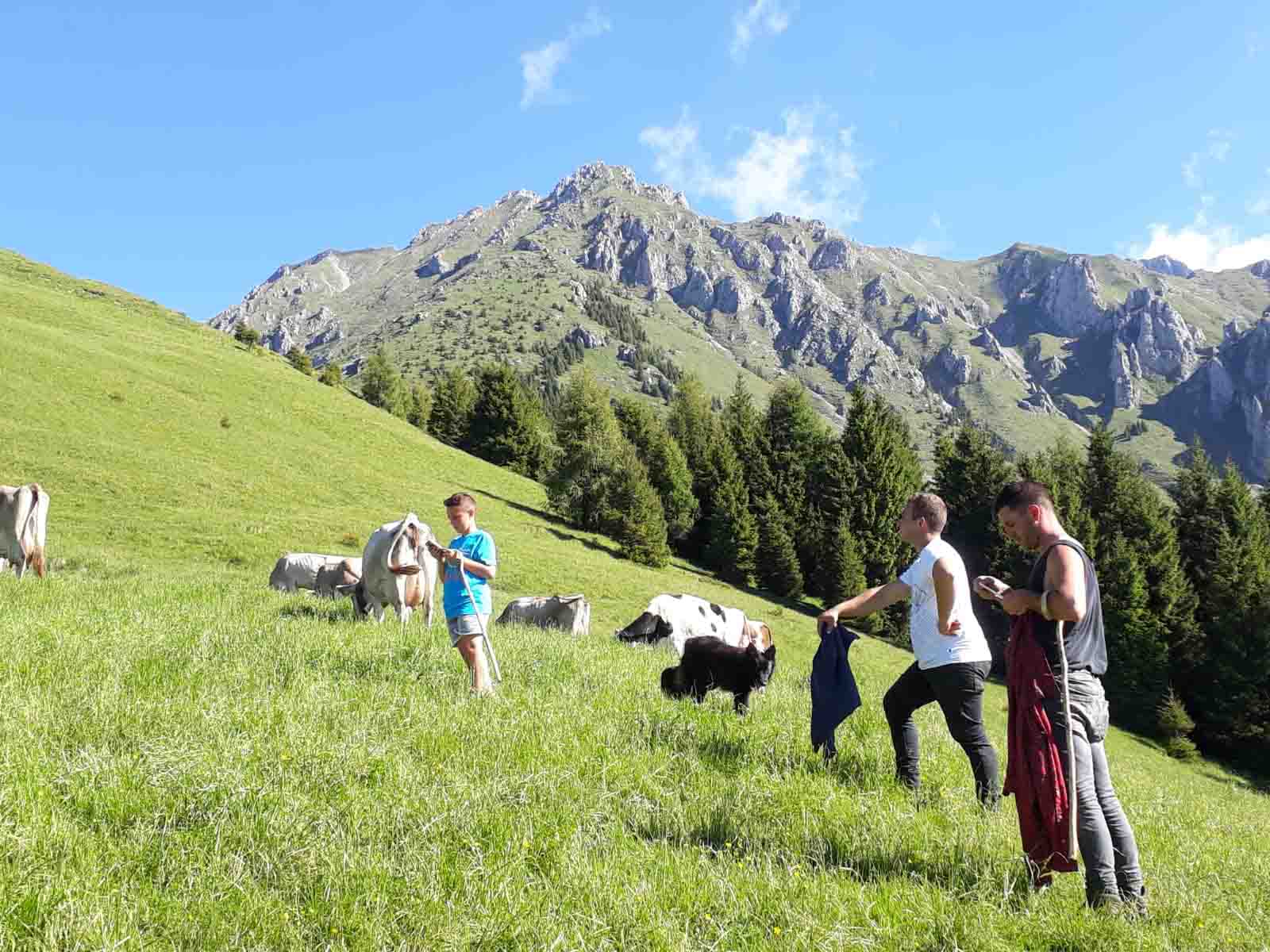 mucche e pastori Altopiano del Sole