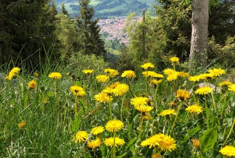 Fiori Tarassaco Borno Altopiano del Sole