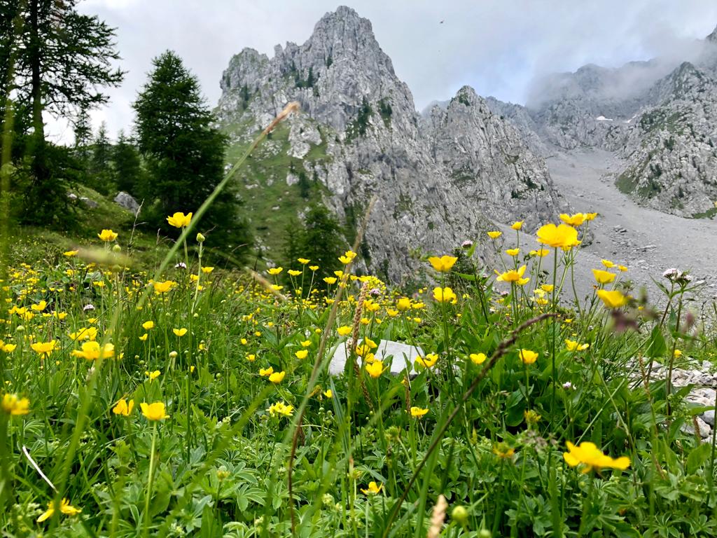 Botton d'oro Altopiano del Sole