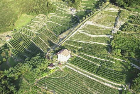 Vigneti Piancogno Altopiano del Sole