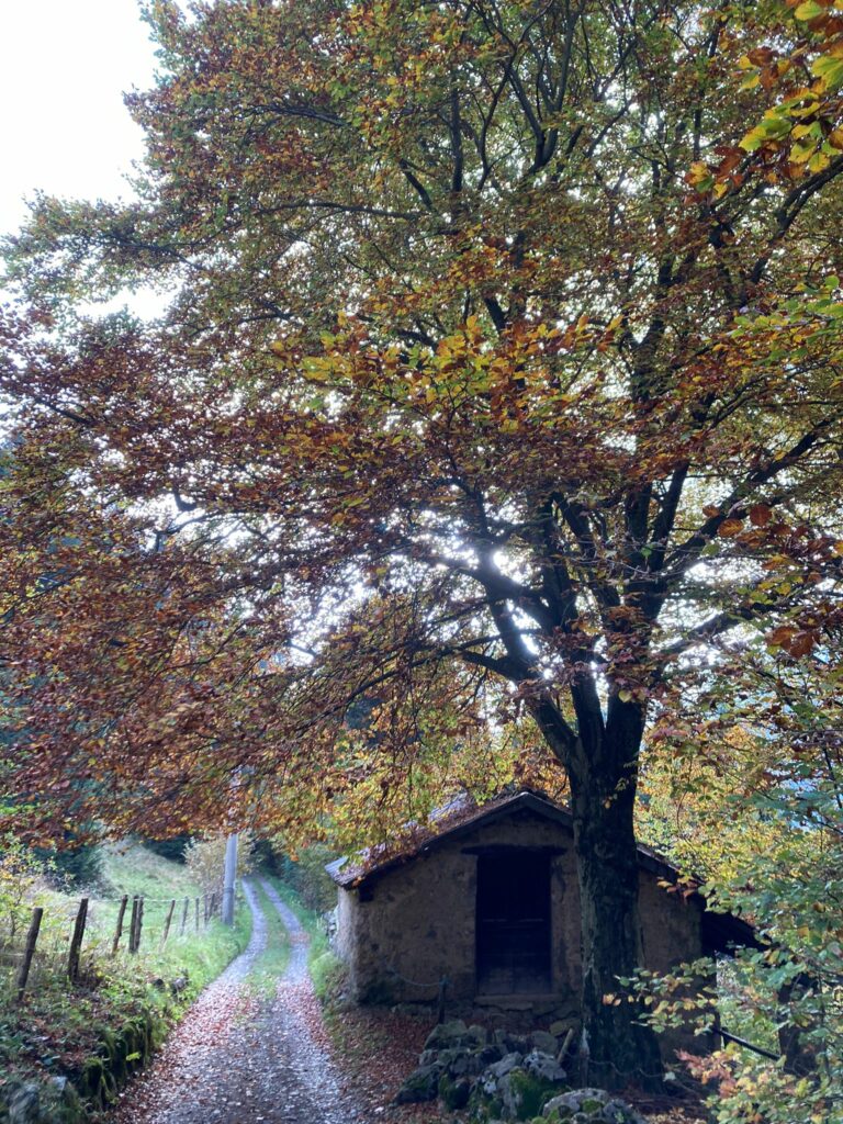 lozio foliage altopiano del sole