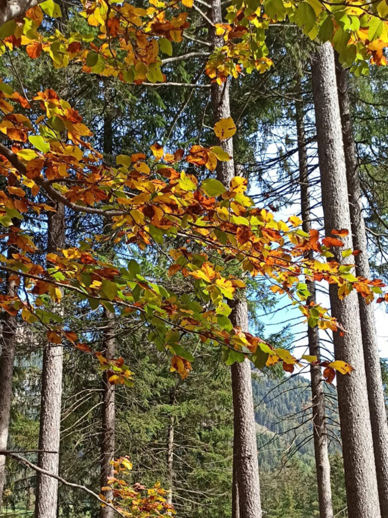 foliage altopiano del sole